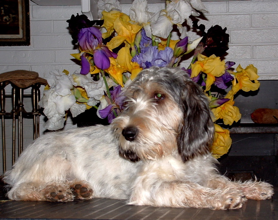 Iris among the Irises